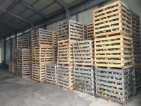 청정신안 섬 해풍 맞은 단호박 일본 수출