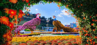 금산인삼관 국화꽃 정원 봉황 조형물 등 장관