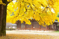 [이오장의 향기로운 詩] 건물과 건물 사이 콕 박혀 있는 은행나무