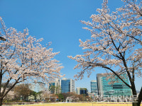 [전매포토] 분당구청 벚꽃 만개