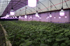 철원 고추냉이, 홍보마케팅 판매 인기 고공행진