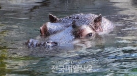 SBS TV동물농장 물뚱뚱이 하식이 일상, 우린 느리게 산다 1편