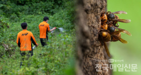 금산 추부면 야산서 벌초하던 50대 벌에 쏘여 숨져