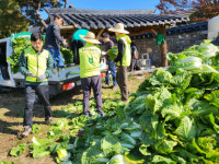 동두천 송내동 지행염소탕, 김장용 배추 1800포기 나눔