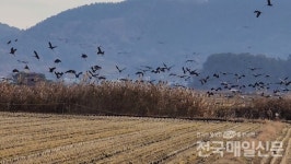 순천만습지로 대거 피난 온 일본 이즈미 흑두루미
