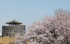 경기도 벚꽃, 이달 말 부천·안성부터 시작...예년보다 3~10일 빨라