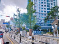 부산 동구, 은행나무 열매 악취 해결 총력