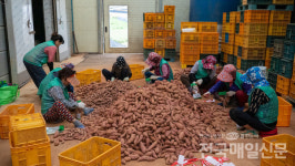 [전매TV] 무안군 현경면 새마을부녀회, 고구마 포장 봉사활동