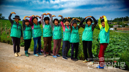 [전매TV] 무안군 현경면 새마을부녀회, 고구마 포장 봉사활동