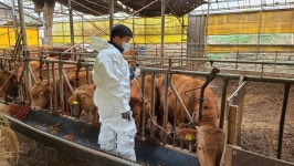 시름 깊어지는 축산농가…구제역・소 럼피스킨병 등 전염병에 초긴장