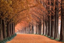 담양군, 내륙관광 일번지 도약 박차…다양한 콘텐츠 개발