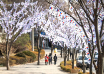 용산구, 3.1절 기념 태극기 거리 조성