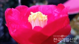 [전매TV] 봄이 왔어요...보성 벌교읍 매화・동백꽃 활짝