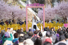 서대문구, 벚꽃 활짝 핀 봄빛축제 5~7일 개최