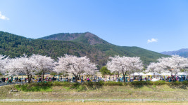 정선군 북평면서 제3회 벚꽃축제 13일 개최