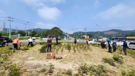 서산시 동문 1동 주민자치회, 온석동 회전교차로 교통섬 꽃밭으로 새 단장