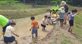 강동구, 어린이집 아동 일자산 다랭이 논서 모내기 체험