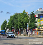 인천 중구 우현로 일대 은행나무 가로수, 전지작업 없어 주민 불만 고조
