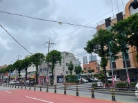 인천 동구 가로수·녹지대 수목 전지공사 추진