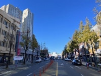 인천 동구 가로수·녹지대 수목 전지공사 추진