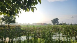 [전매TV] 곡성 죽동방죽 수련화・연꽃의 매혹적인 자태