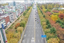 인천 미추홀구 은행나무길·부평구 양버즘나무길, 산림청 평가 우수 관리 가로수길 선정