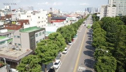 인천 미추홀구, 인하로 은행나무길 올해 전국 우수 관리 가로수길 최종 선정