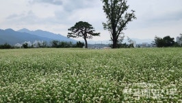 [핫플레이스 312] 곡성군 동화정원 가을 정취 물씬··· 코스모스·메밀꽃 만발