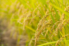 농림축산식품부, 양곡수급안정위원회 개최... 수확기 쌀값 안정책 마련