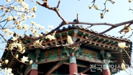 봄의 속삭임...곡성 고달면 목동저수지에 하얀 목련