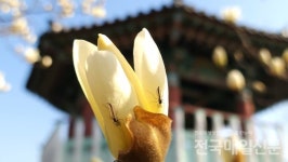 봄의 속삭임...곡성 고달면 목동저수지에 하얀 목련