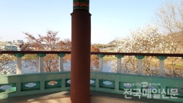 봄의 속삭임...곡성 고달면 목동저수지에 하얀 목련