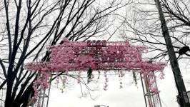 동대문구, 2025 동대문구 봄꽃축제 개최