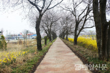 곡성 벚꽃 80% 개화…이번 주 만개 절정 임박