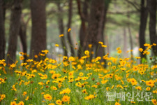 [시민기자가 간다] 솔밭사이길 금계국 따라 힐링산책 어때요