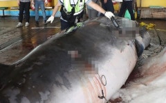 자루 80개에 담긴 1200만원어치 고기…그건 멸종위기종 밍크고래였다