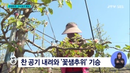 꽃샘추위...과수농가 울상