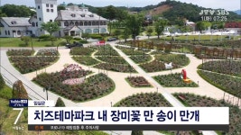 임실 치즈테마파크 장미꽃 만개(시군)