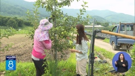 전북 우박 피해 151ha...복구비.보험금 지원