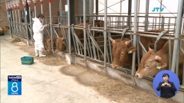 백신 접종 농가에서 럼피스킨 발생