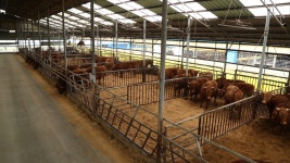 고창 한우농가 2곳에서 럼피스킨 의심