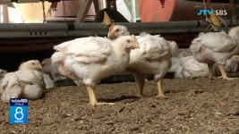 김제 양계장 고병원성 AI 추가 발생