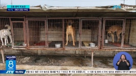 또 오물 범벅 개 농장...  보상 노리고?