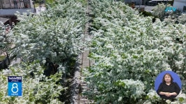 전주 팔복동 이팝나무 철길 한시 개방