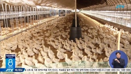 익산 육용오리 농장 AI H5형 항원 검출