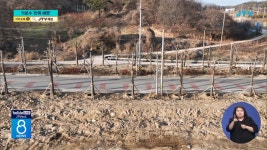 가로수 반쪽 해명... 뿌리돌림 없었다