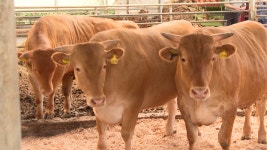 전북도, 혈통 등록 등 한우 개량 추진