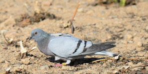 멸종위기 양비둘기 증식 해법 찾았다…국립생태원 서식지 이전번식 성공