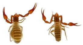 희한하게 생겼네, 넌 이름이 뭐니?