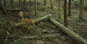 눈밭 질주하는 담비, 영상으로 포착  